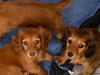 Dachshund dogs Miniature longhaired dachshund Puppies for sale - Advert 2