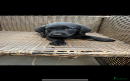 Labrador Retriever dogs for sale: 4 adorable black Labrador puppies - Image 2