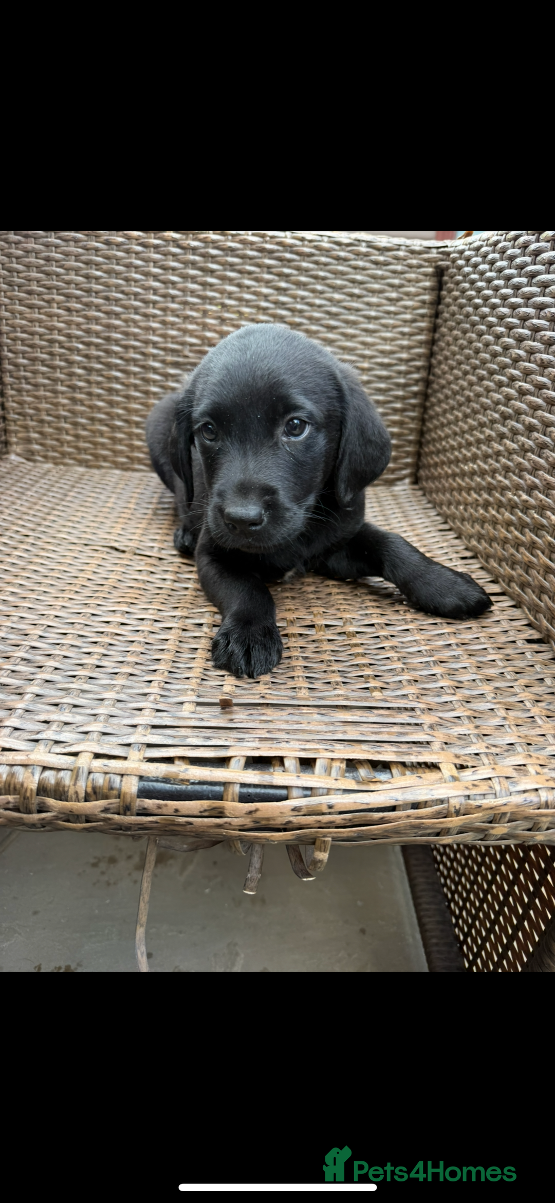 Labrador Retriever dogs for sale: 4 adorable black Labrador puppies - Image 2