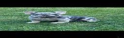 French Bulldog dogs for sale: Dwkc French bulldog Merle puppies  in Derby - Advert 2