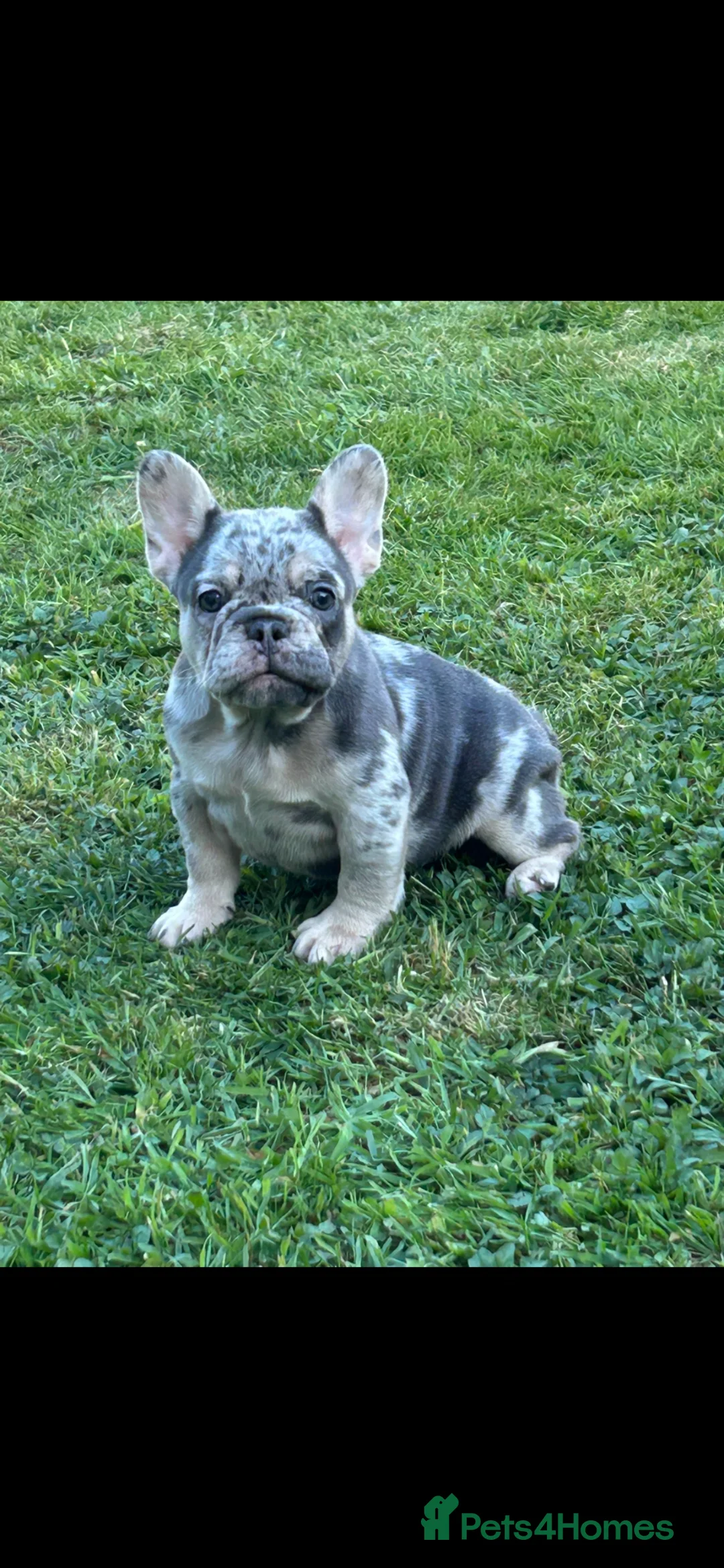 French Bulldog dogs for sale: Dwkc French bulldog Merle puppies  in Derby - Advert 2