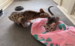 Savannah cats for sale: Glorious Savannah Babies - 1 Boy left - Image 18