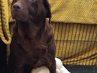 Labrador Retriever dogs LABRADOR PUPPIES (extensively health tested) - Advert 1