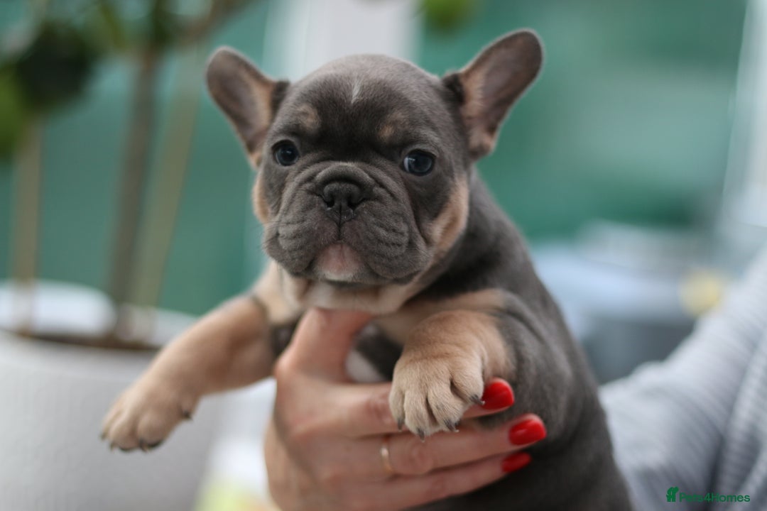 French Bulldog dogs for sale: Cute French Bulldog Puppies Available Soon - Advert 6