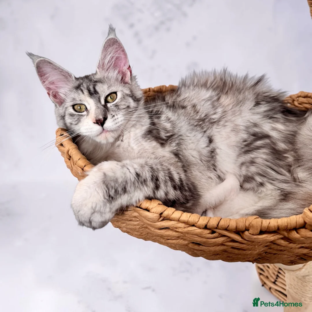Maine Coon cats for sale: 🌟🌟Jadore  – Beautiful Girl Maine Coon 🌟🌟 - Advert 2