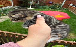 Mixed Breed cats for sale: 3 little kittens  - Image 12