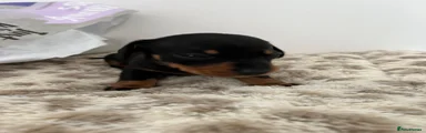 Miniature Dachshund 1