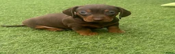 Dachshund dogs for sale: Beautiful, loving, Daschound babies - Advert 30