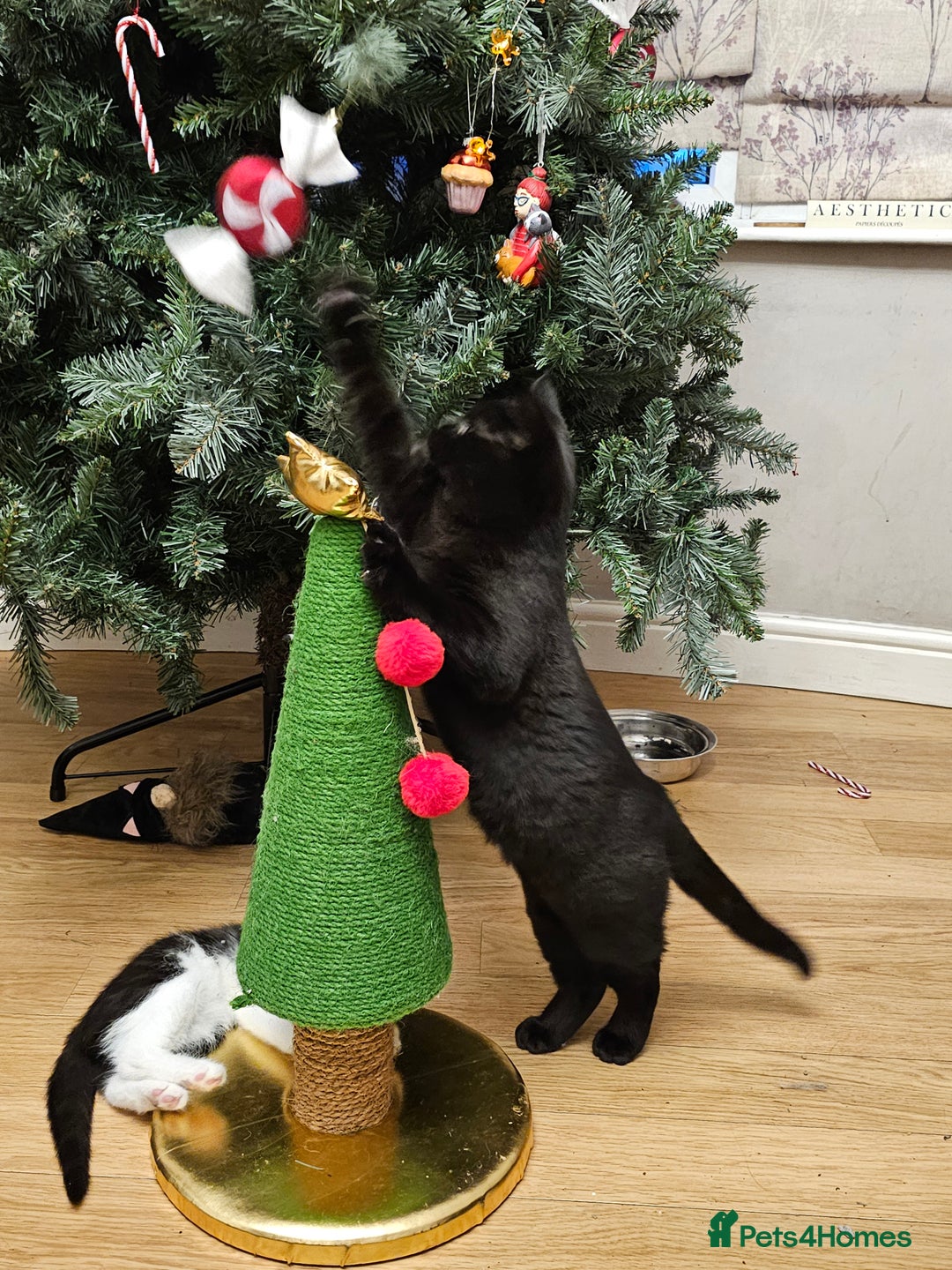 British Shorthair cats for sale: British shorthair cross DSH - Advert 3