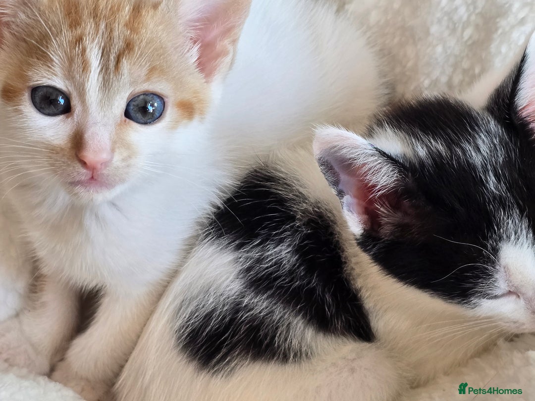 Mixed Breed cats for sale: Kittens  - Image 11