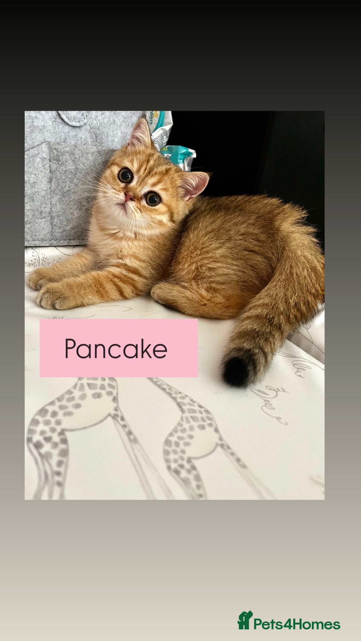 British Shorthair cats Black golden shaded female  - Advert 7