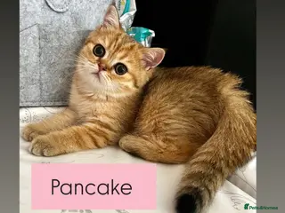 British Shorthair cats Black golden shaded female - Advert 7