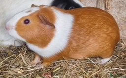 Guinea Pig rodents for sale: 2x 5 month old female guinea pigs  - Image 1