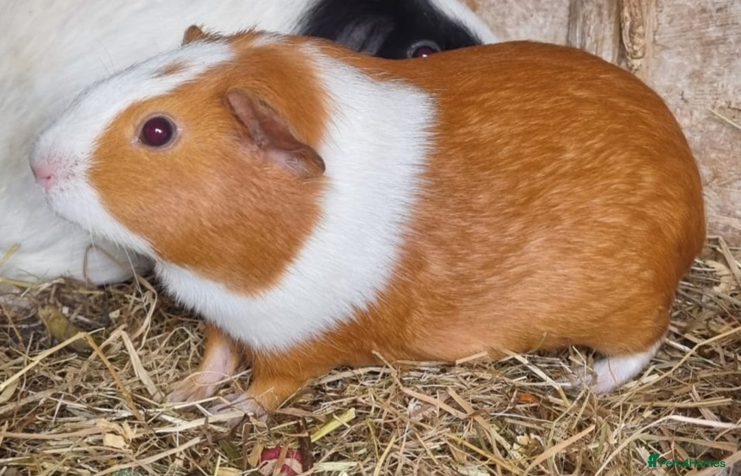 Guinea Pig rodents for sale: 2x 5 month old female guinea pigs  - Image 1