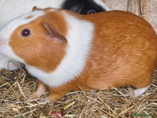 Guinea Pig rodents - Advert 20