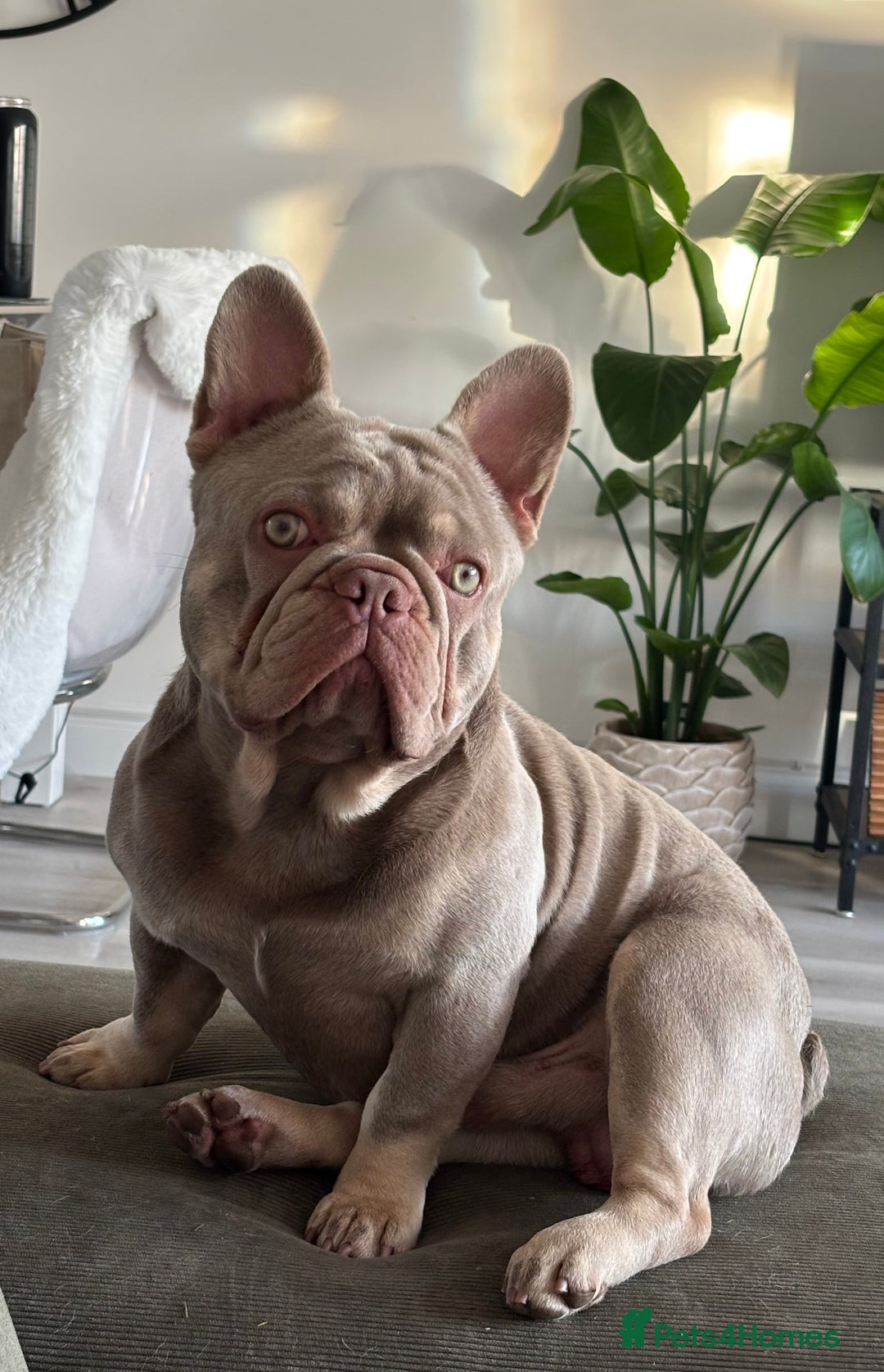 French Bulldog dogs for stud: Stocky New shade Isabella and tan Stud  - Image 6