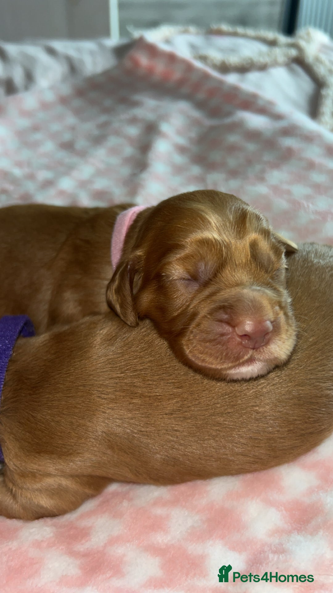 Cocker Spaniel dogs for sale: Gorgeous cocker spaniel pups(ONLY 1 REMAINING)  - Advert 5