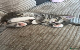 Bengal cats for sale: Handsome boy looking for his forever home - Image 1