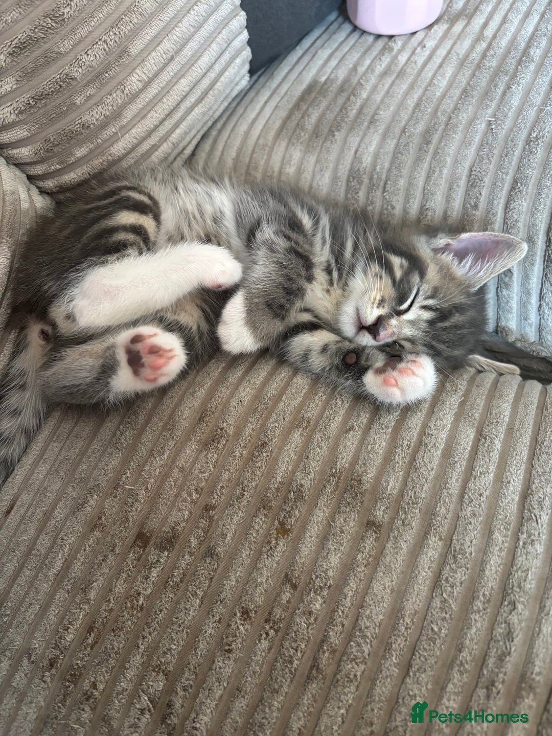 Bengal cats for sale: Handsome boy looking for his forever home - Image 1
