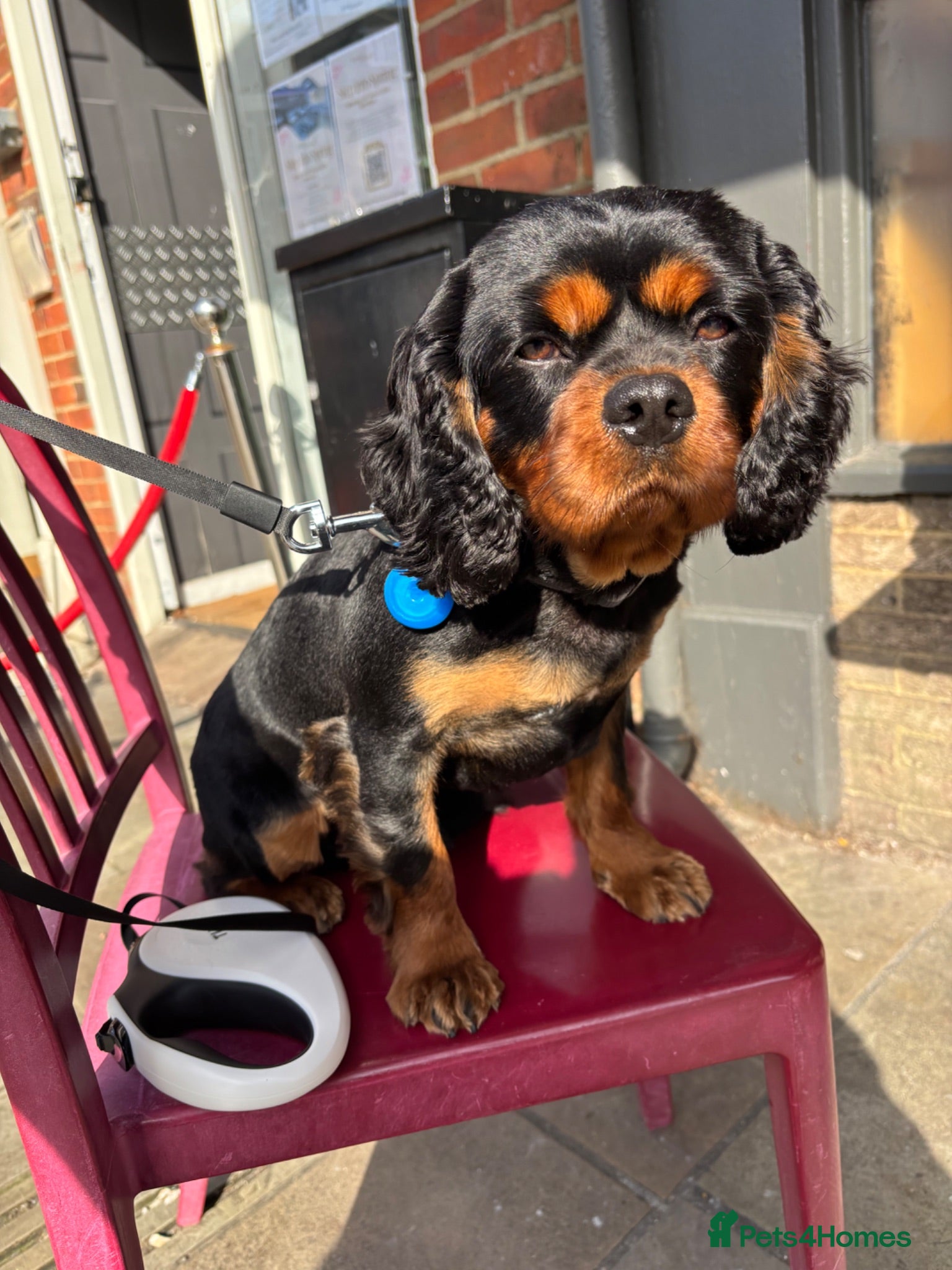 Cavalier King Charles Spaniel dogs  King Charles Cavalier Spaniels bonded pair - Advert 2