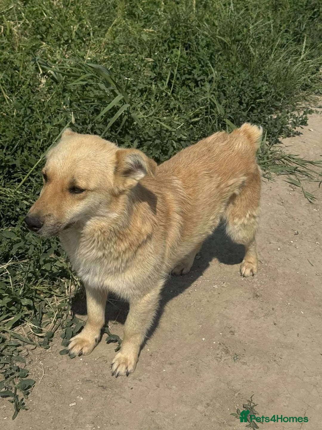 Mixed Breed dogs for adoption: Edward - Advert 3