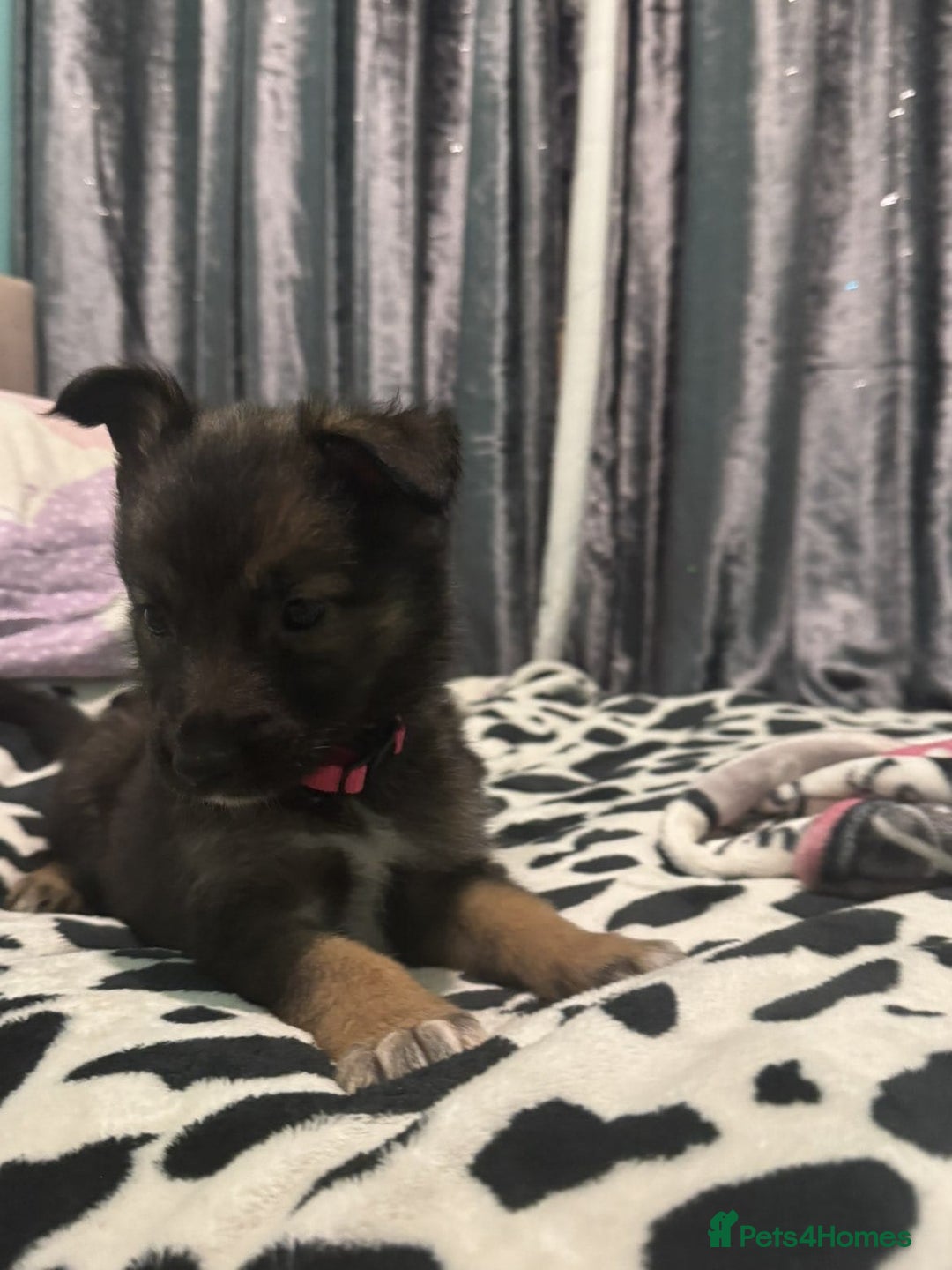 Shepsky dogs for sale: Shepski pups - Advert 16