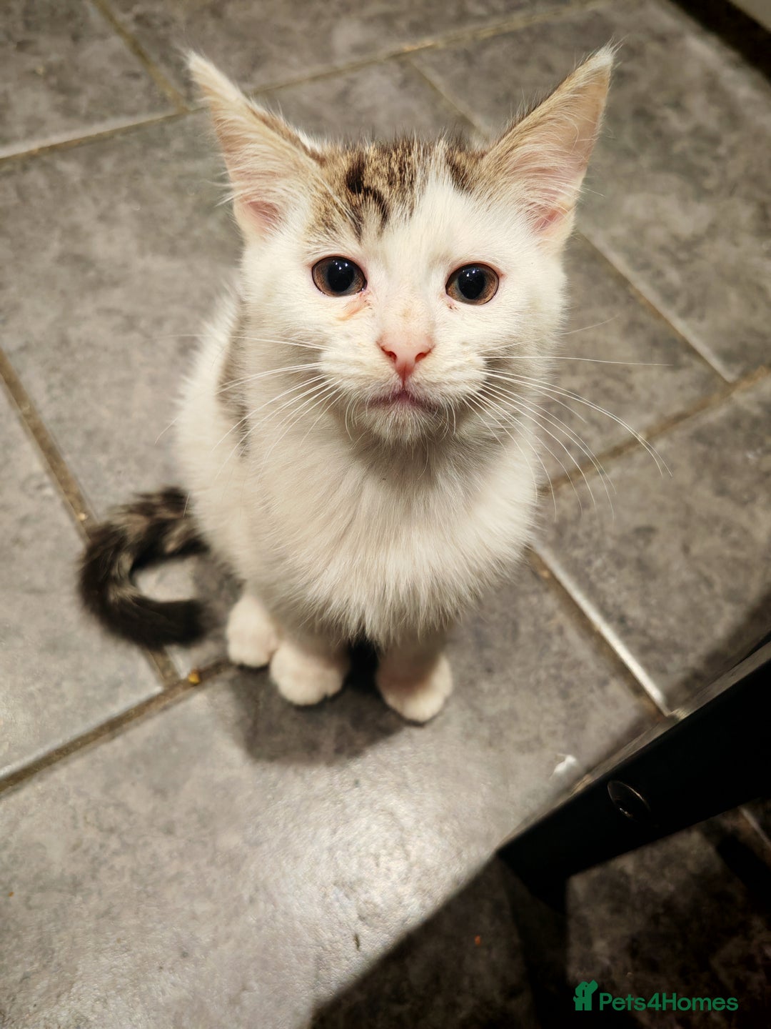 Mixed Breed cats for sale: Kittens  - Advert 3