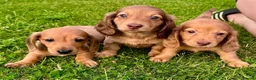 Miniature Dachshund dogs for sale: Red long hair miniature daschund puppies - Advert 14