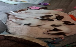 Papillon dogs for stud: KC registered shows quality stud. in Huddersfield - Image 7