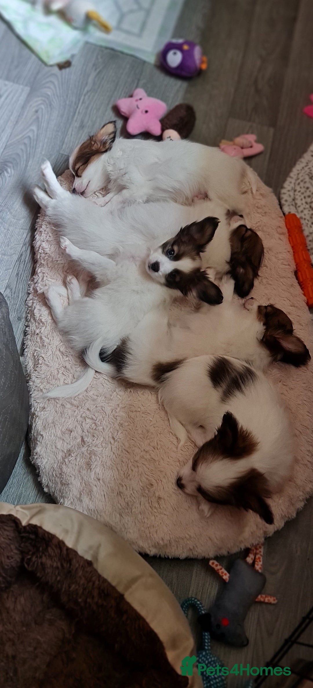 Papillon dogs for stud: KC registered shows quality stud. in Huddersfield - Image 7