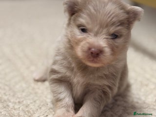 Pomeranian dogs Small & Fluffy Pomeranian Puppies Ready to Reserve - Advert 6