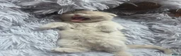 British Longhair cats for sale: Kittens lilack, blue fluffy boys, Scottish fold  - Advert 19