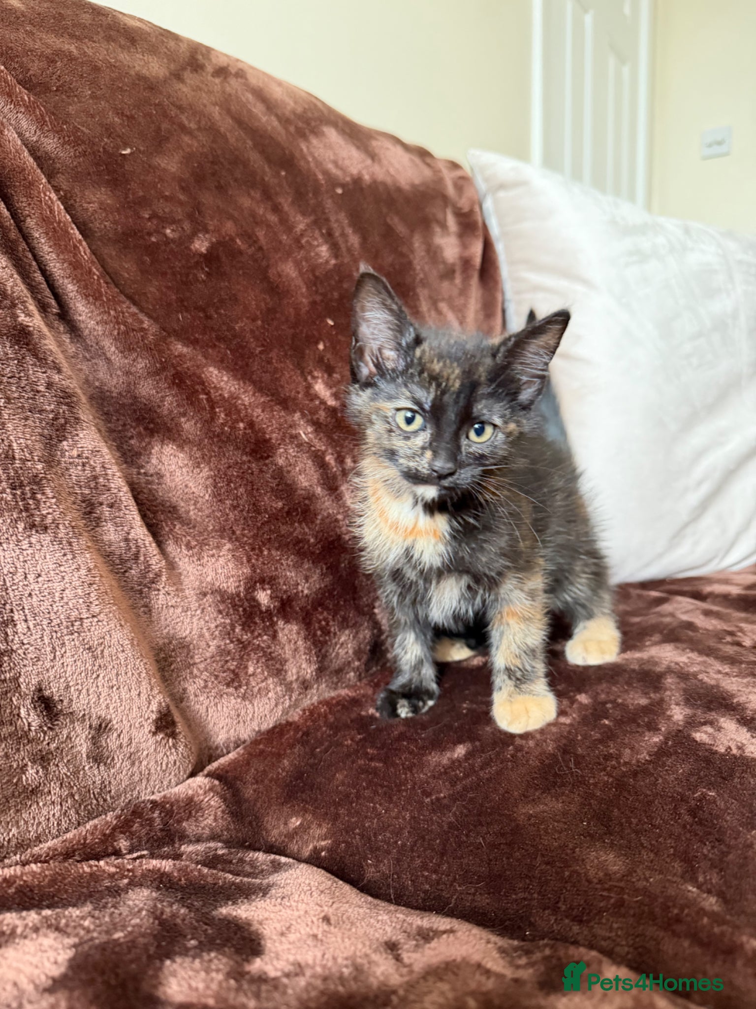 Mixed Breed cats for sale: Tortie Female Kittens - Advert 11