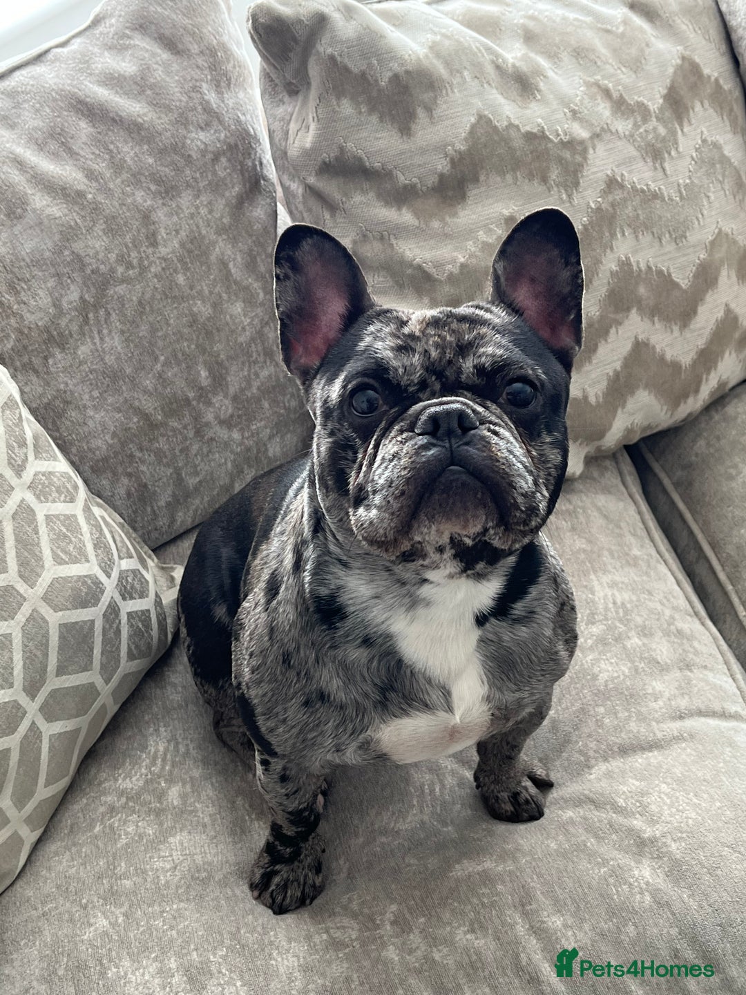 French Bulldog dogs for stud: Proven Stud DON CARLO in Liverpool - Advert 1