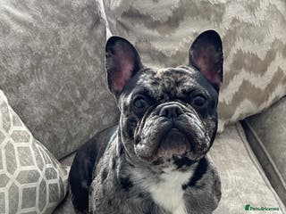 French Bulldog dogs Proven Stud DON CARLO in Liverpool - Advert 23