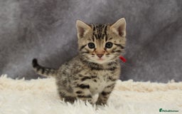 Bengal cats for sale: 🔥Stunning Bengals ready for reservation🔥 - Image 9