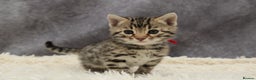 Bengal cats for sale: 🔥Stunning Bengals for reservation only 2 left🔥 - Advert 18