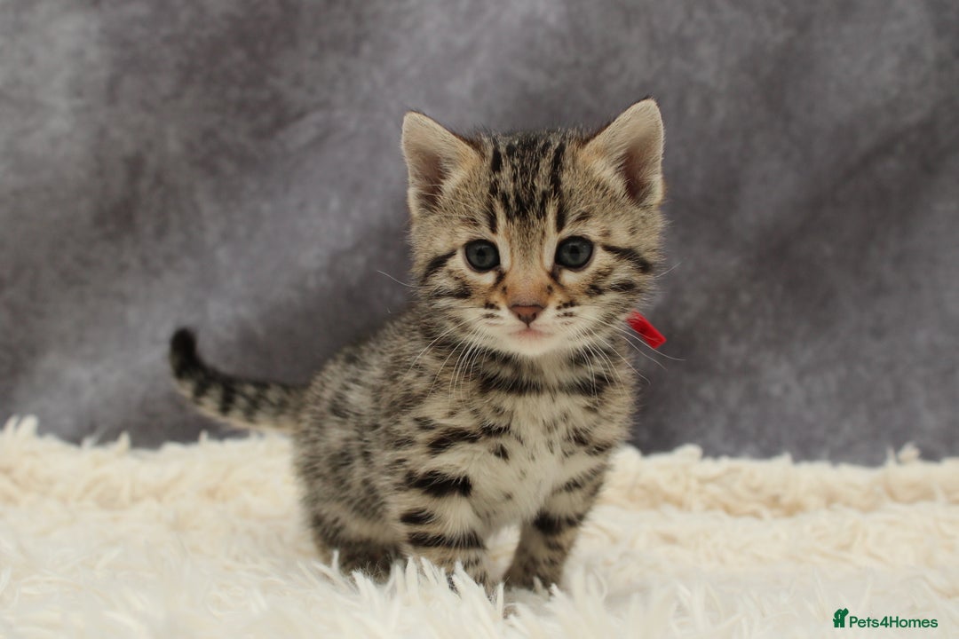 Bengal cats for sale: 🔥Stunning Bengals ready for reservation🔥 - Image 9