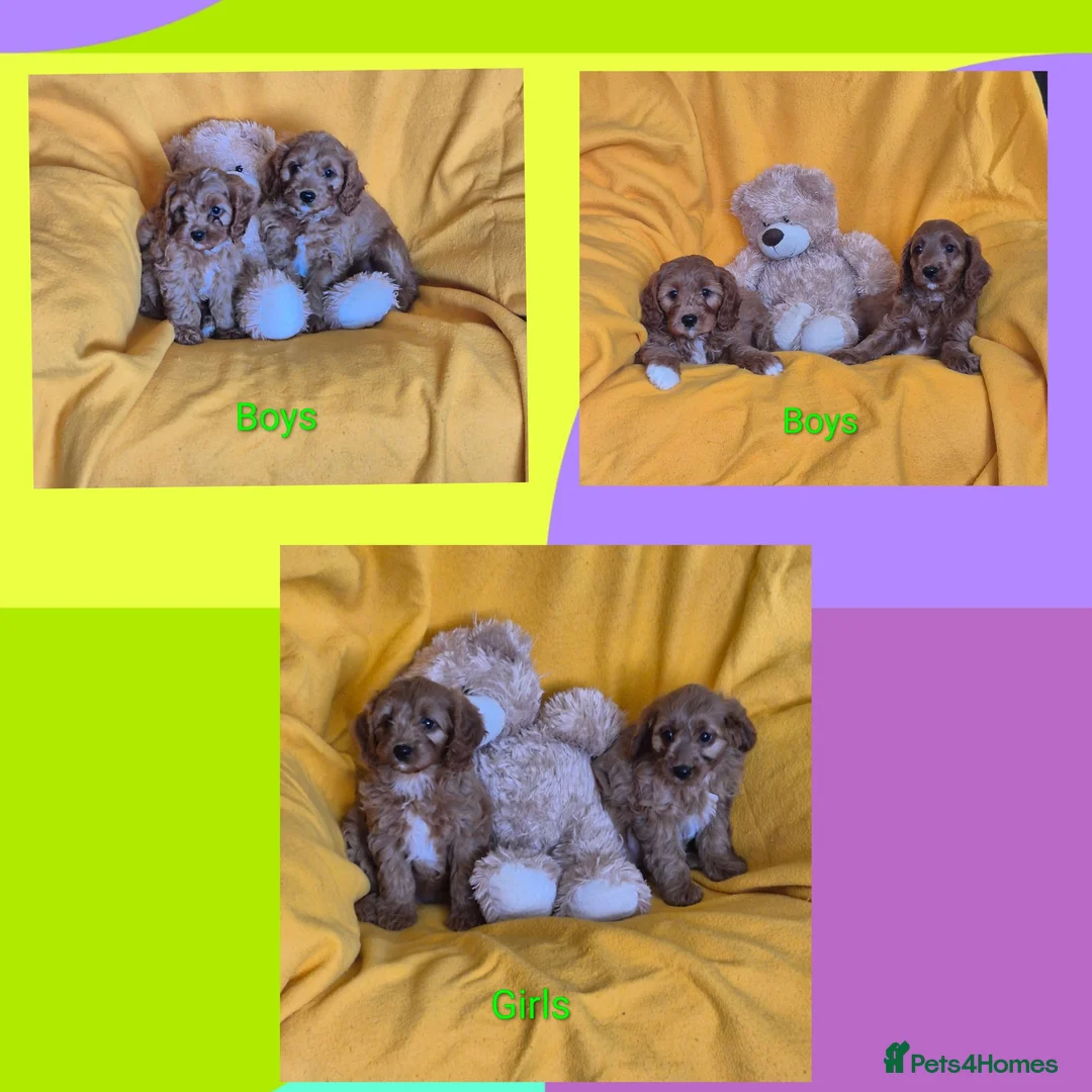 Cavapoo dogs for sale: Health checked Cavapoo puppies  - Advert 1