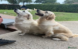 Golden Retriever dogs for sale: Golden retriever puppies confirmed (due 15/11) - Image 6