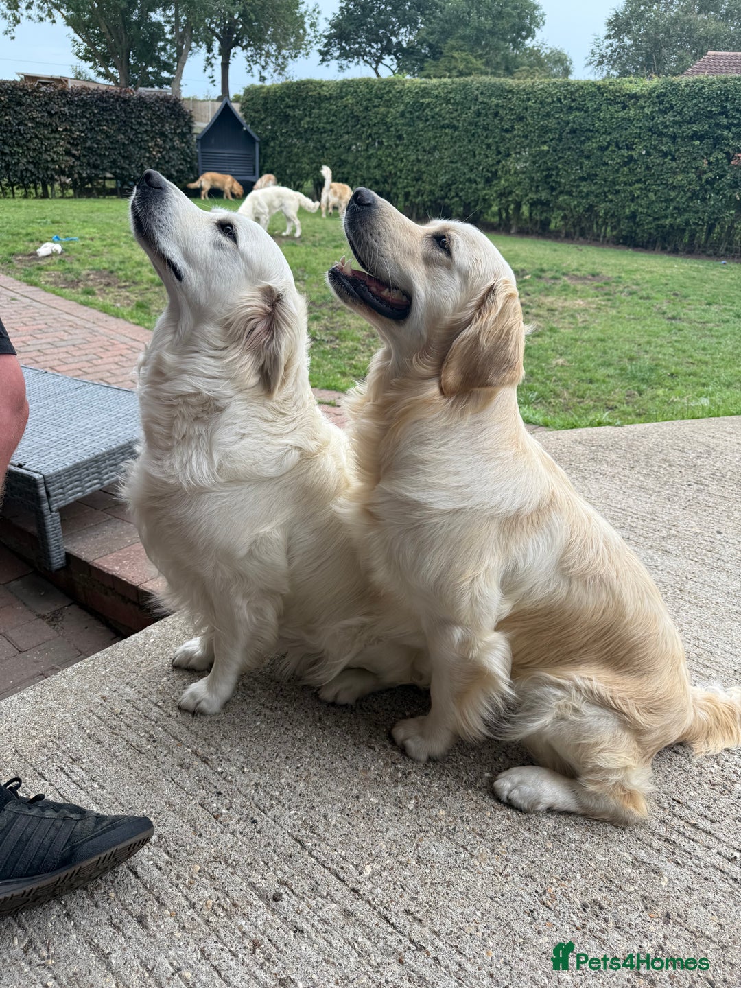 Golden Retriever dogs for sale: Golden retriever puppies confirmed (due 15/11) - Image 6