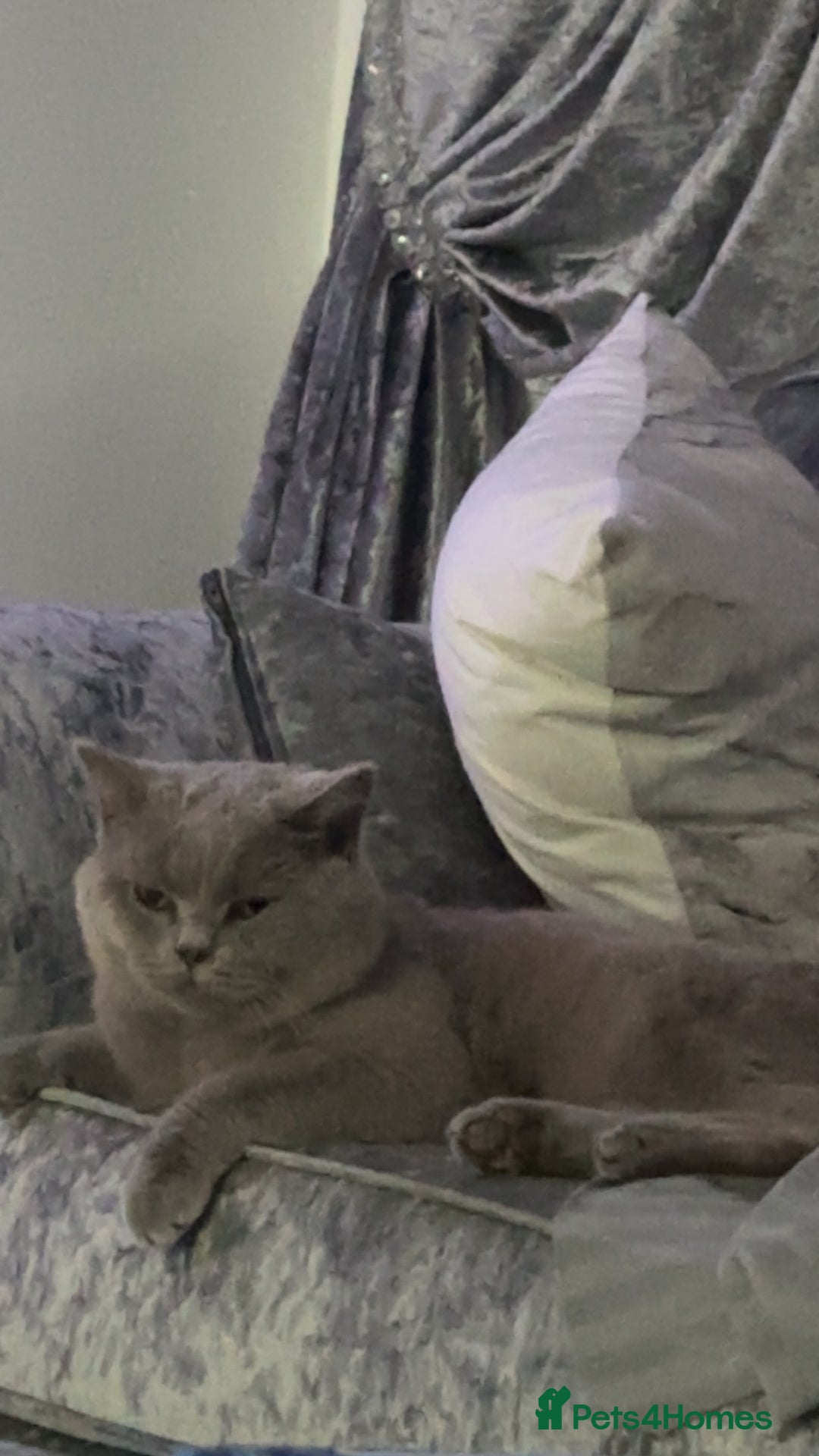 British Shorthair cats for sale: British Lilac Chunky Short Hair Cat for Sale 🐾 - Image 6