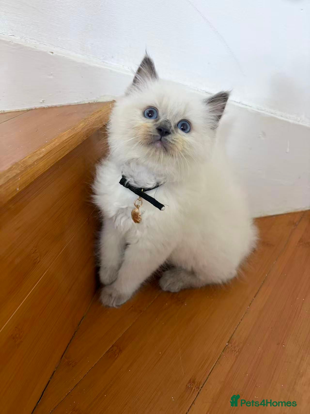 Ragdoll cats 1  male cats - Advert 3