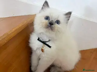 Ragdoll cats 1 male cats - Advert 3