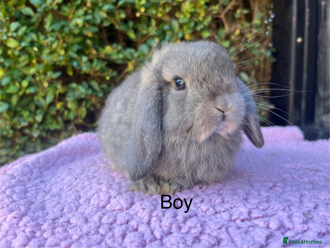 Mini Lop rabbits for sale: Mini lops available  - Image 8