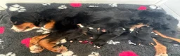 Bernese Mountain Dog dogs for sale: The Most beautiful babies Bernese. - Advert 6