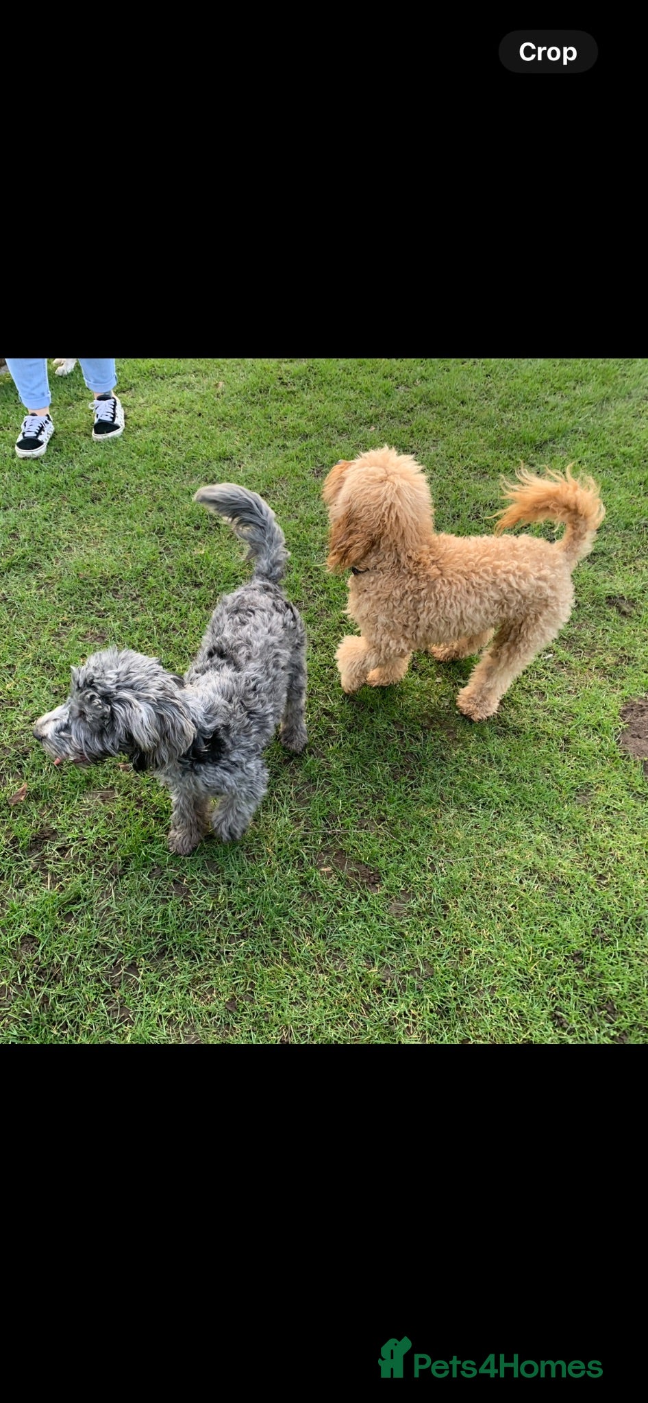 Cockapoo dogs Stunning cockapoo puppies  - Advert 2