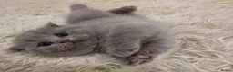 British Shorthair cats for sale: Four Little  Beautiful British Shorthair Kittens in London - Advert 2