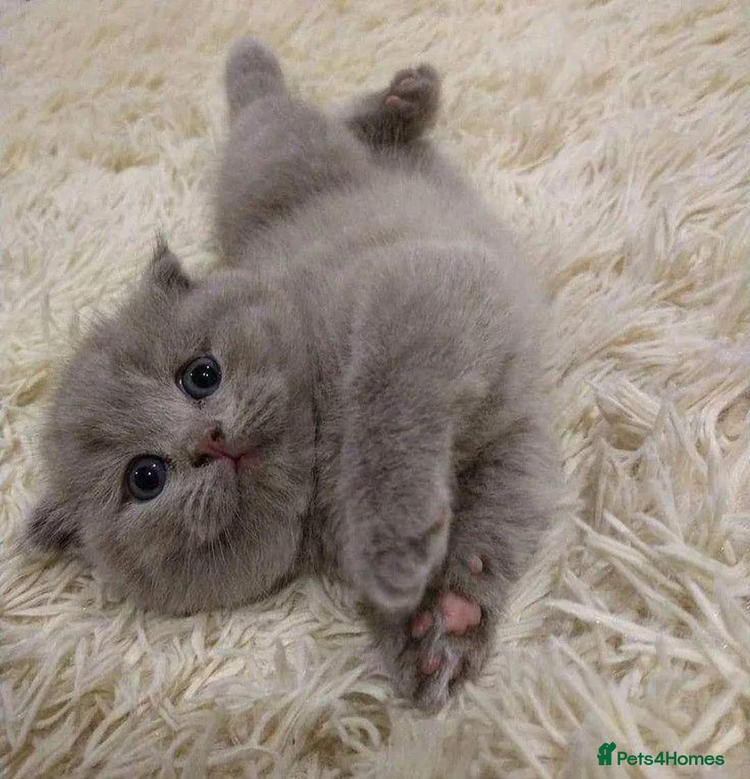 British Shorthair cats for sale: Four Little  Beautiful British Shorthair Kittens in London - Advert 2