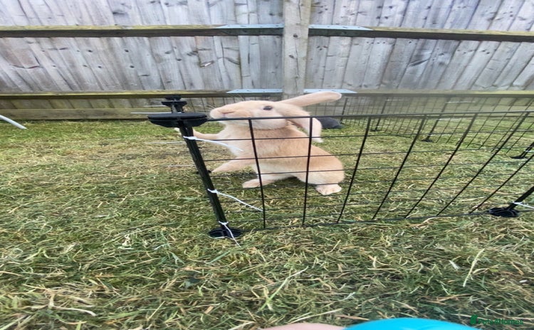 Mixed Breed rabbits - Advert 7